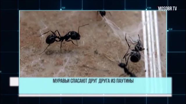 Московский образовательный "А знаете ли вы?" смотреть онлайн