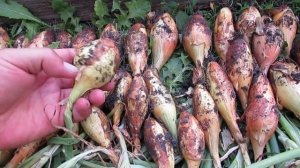 Лук Бамбергер 22 июля 2018 года...