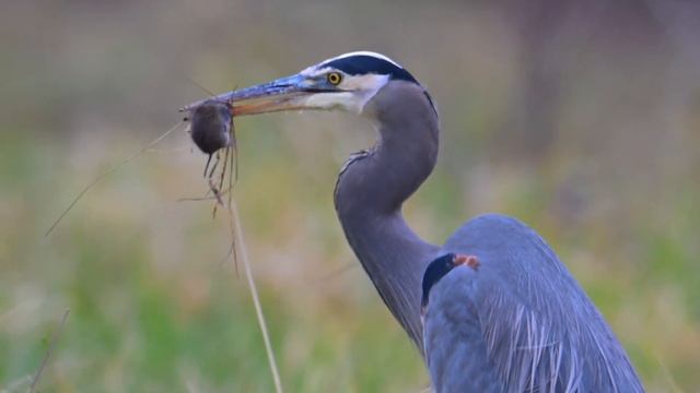 Hunting great blue heron in Oregon смотреть онлайн