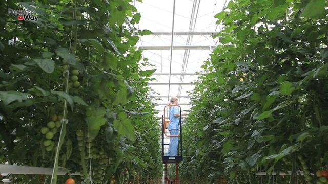 Одна Такая Подкормка и Помидоры Взрываются Бурным Плодоношением!Взрывная Подкормка Для Томатов! смотреть онлайн