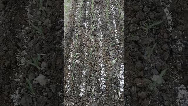 Внесла калимагнезию в бороздки под чеснок смотреть онлайн