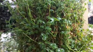 🌺🌺🌺Черенки в теплице и что - то не так с моей  традесканцией😪😪😪,почемууу?🌺