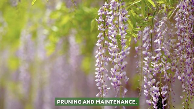 8 Fragrant Vines for a Beautifully Scented Garden смотреть онлайн