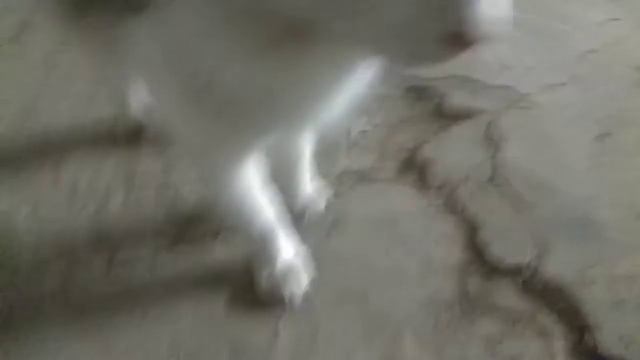 Кот жалобщик снова плачет и подлизывается:) смотреть онлайн