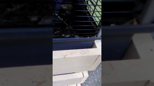 Контактный zoo в Новокузнецке смотреть онлайн