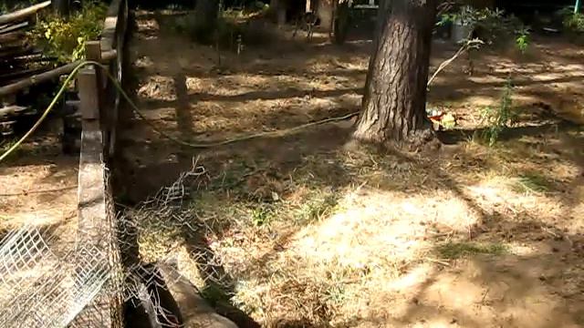 #295 (2018-08-12) вьетнамские свиньи. Визг в ожидании обеда смотреть онлайн