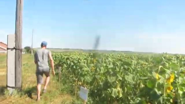 Возделывание подсолнечника с применением удобрений и стимуляторов. Степанов М.А. смотреть онлайн