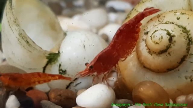 Красные креветки неокардины в аквариуме смотреть онлайн
