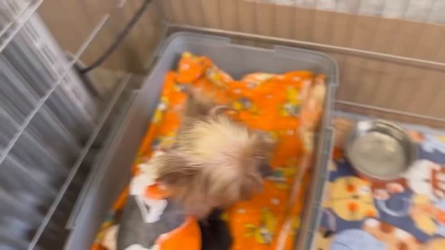 VLOG: ЮСЯ РОДИЛА! РОДЫ ЙОРКШИРСКОГО ТЕРЬЕРА ЧАСТЬ 2| как все прошло?все пошло не по плану!кесарево? смотреть онлайн