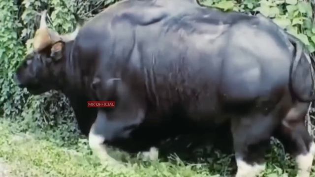 এটা গরু নাকি দানব? বর্তমান দুনিয়ার সবচেয়ে বড় ৮ গরু Biggest bulls смотреть онлайн