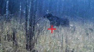 Загонная ОХОТА. ЛОСЬ в БРОНИКЕ! 17 декабря 2023г.