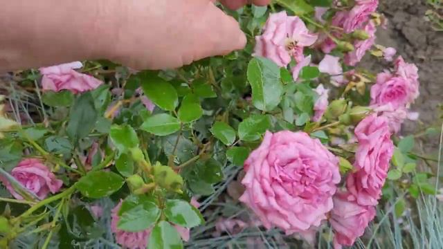 🌺 РОЗЫ под дождём 🌹 смотреть онлайн