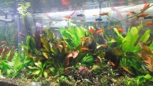 Аквариум с Эхинодорусами 600 литров. Обзор новинок, планы!!