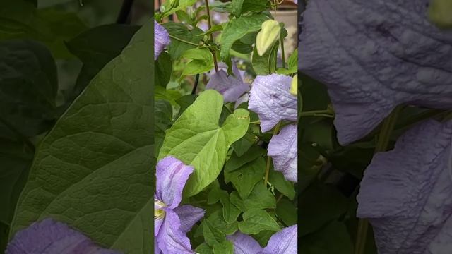 КЛЕМАТИС ДОМИНИКА - КОМПАКТНЫЙ, ПОДОЙДЕТ ДЛЯ ВЫРАЩИВАНИЯ В КАШПО смотреть онлайн