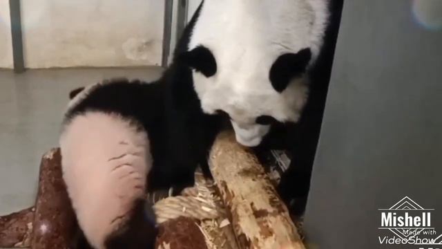Катюша baby3 хит🎧🐼❤ смотреть онлайн