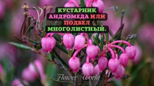 Кустарник Андромеда или Подбел многолистный.?