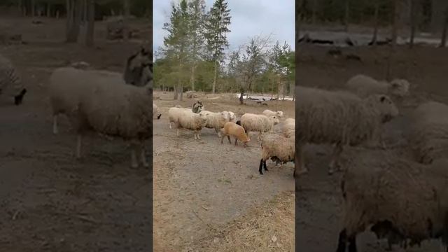 Овцы после тяжелой зимы  Влог 1  Овцеводство на ферме Чистяковых