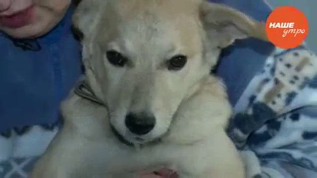 собака Кукла смотреть онлайн