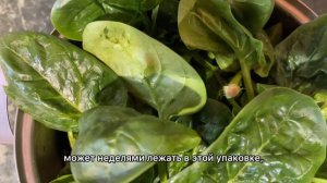 Как выбрать хороший шпинат