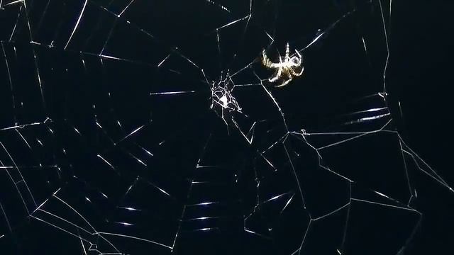 Футаж Паук Плетет Паутину. Паутина Паука. Видео с Пауками. Видеофутажи. Стихи про Паука смотреть онлайн