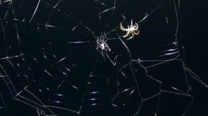 Футаж Паук Плетет Паутину. Паутина Паука. Видео с Пауками. Видеофутажи. Стихи про Паука