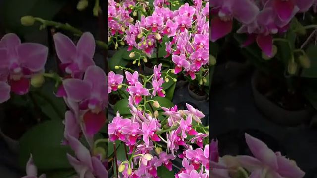 #10 Phalaenopsis Orchids - Small Pink смотреть онлайн