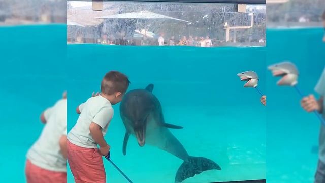 Amazing Dolphins - Funny And Cute Doplhins Compliation [Funny Pets] смотреть онлайн