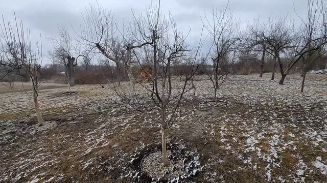 обрезка молодой сливы весной смотреть онлайн