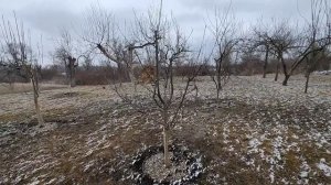 обрезка молодой сливы весной