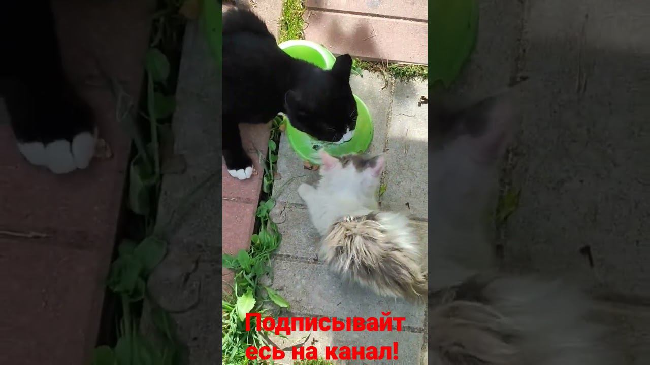 Наши питомцы кушают! смотреть онлайн