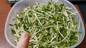 МИКРОЗЕЛЕНЬ ПОДСОЛНЕЧНИКА - КАК ПРОРАСТИТЬ ☘ ПРОРАЩИВАНИЕ ПОДСОЛНУХА ☘ СЕМЕНА ПОДСОЛНЕЧНИКА