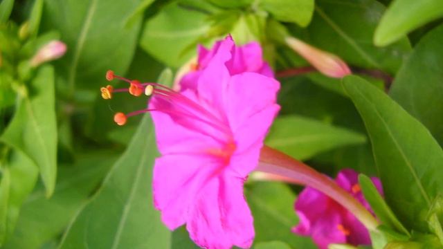 Facts about Four O'Clock Flowers смотреть онлайн