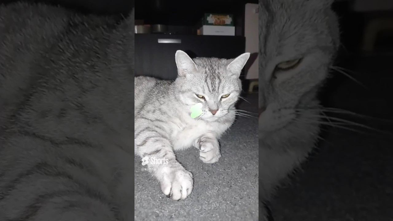 Ты любишь котиков? #shorts #подписка #котики #лайк #коттитар #выбери #котята #взаимно #все смотреть онлайн