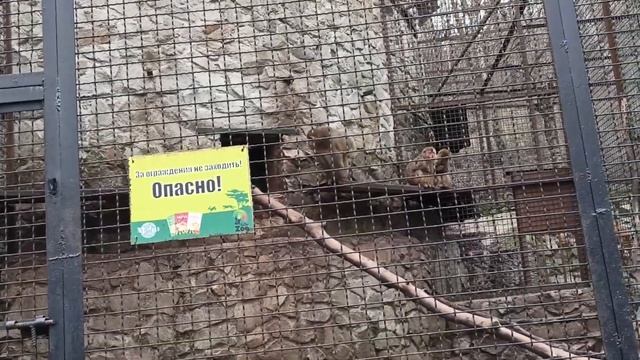 Разговорчивые японские макаки не дают спать тигру.Зоопарк СКАЗКА.Ялта 6.12.2022 смотреть онлайн
