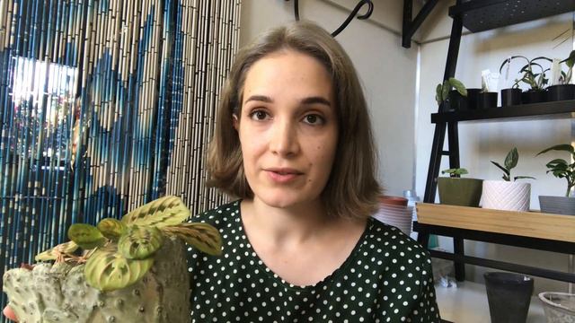 Indoor plant care - meet my prayer plants! смотреть онлайн