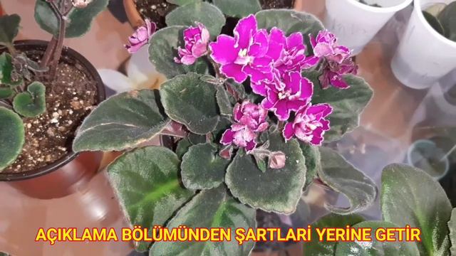 ÖZEL TÜR KATLI MENEKŞE ÇEKİLİŞİ YAPIYORUZ, KATILMAK İÇİN GEREKENLERİ YAP... смотреть онлайн