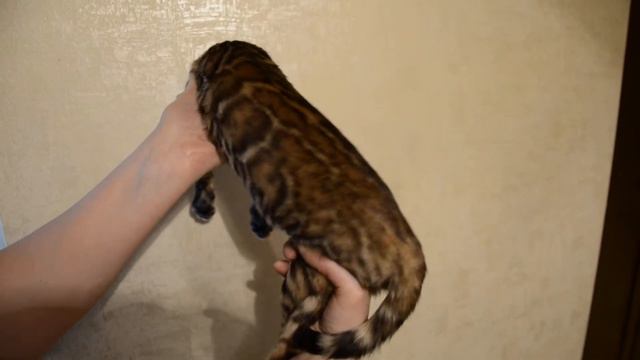 Female 1 (Legion Raffaello + Quick Hunters Camelia) смотреть онлайн