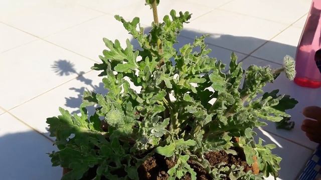 Care of Venidium /Cape Daisy Plant ||Beautiful Winter Flower Venidium||How to Grow and Care Venidiu смотреть онлайн