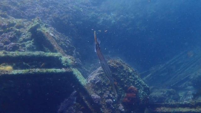 South Solitary Island diving. Olympus TG6 смотреть онлайн