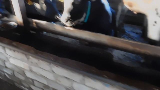 Поломка трактора МТЗ 82 в Панино! смотреть онлайн