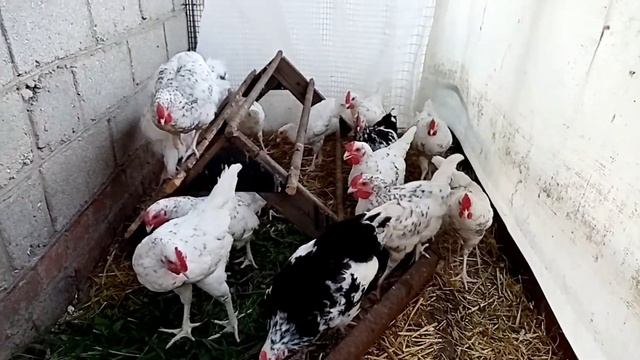 Цыплятам Пушкинской породы и Австролорпа черно-пестрого 2 месяца. смотреть онлайн