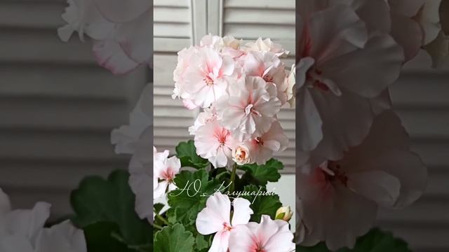 Сортовые Пеларгонии цветение. смотреть онлайн