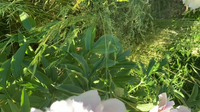 Paeonia 'Pink Tinkerbelle' ( Krekler/Roy G. Klehm) - канал ЮТУБ : ПІВОНІЇ - ВСЕ ПРО НИХ смотреть онлайн