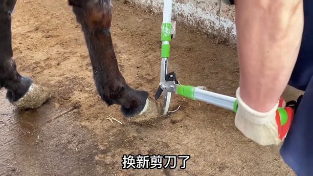 The bad hoof caused the donkey to suffer, with rotten holes in the hoof and pus leaking out смотреть онлайн