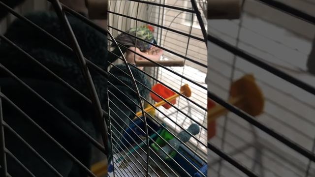 Приручаем розеллу к рукам смотреть онлайн