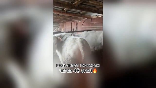 Отзыв фермера о премиксах РОКСВИТ от АСКОР #Аскор #Роксвит #Лимисол #ОтзывФермер смотреть онлайн