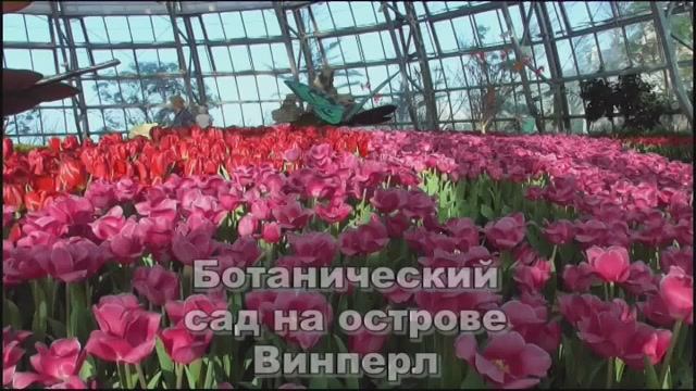 Винперл 10 смотреть онлайн