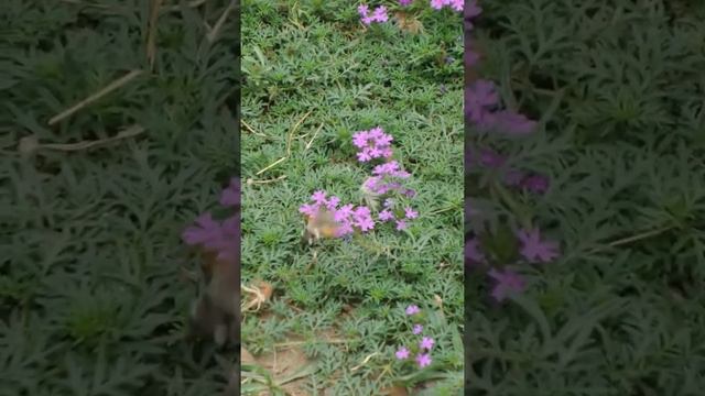 Cənnət qusu ..Самая маленькая птичка в мире...ən balaca quş... смотреть онлайн