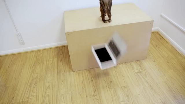 Monkey destroy a macbook смотреть онлайн
