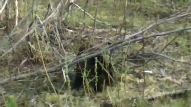 Медведь в Усинске смотреть онлайн